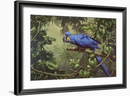 Hyacinth Macaw-Michael Jackson-Framed Giclee Print