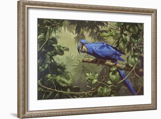 Hyacinth Macaw-Michael Jackson-Framed Giclee Print