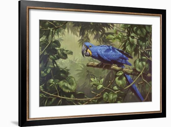 Hyacinth Macaw-Michael Jackson-Framed Giclee Print