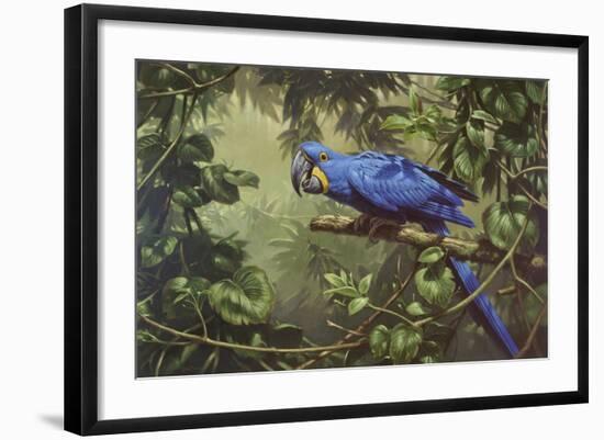 Hyacinth Macaw-Michael Jackson-Framed Giclee Print