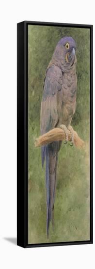 Hyacinth Macaw-Henry Stacey Marks-Framed Premier Image Canvas