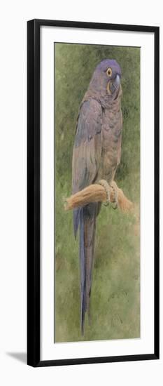 Hyacinth Macaw-Henry Stacey Marks-Framed Giclee Print