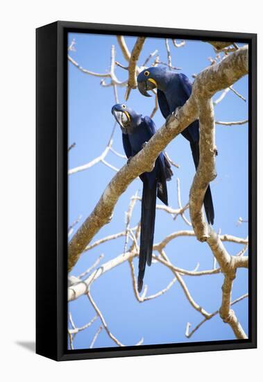 Hyacinth Macaws (Anodorhynchus Hyacinthinus), Mato Grosso Do Sul, Brazil, South America-Alex Robinson-Framed Premier Image Canvas