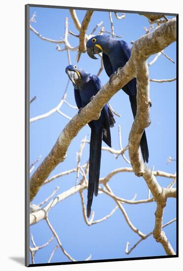 Hyacinth Macaws (Anodorhynchus Hyacinthinus), Mato Grosso Do Sul, Brazil, South America-Alex Robinson-Mounted Photographic Print