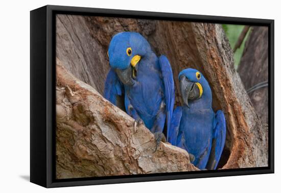 Hyacinth Macaws in a Tree-Howard Ruby-Framed Premier Image Canvas
