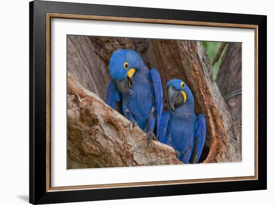 Hyacinth Macaws in a Tree-Howard Ruby-Framed Photographic Print