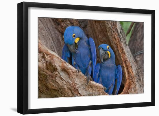 Hyacinth Macaws in a Tree-Howard Ruby-Framed Photographic Print