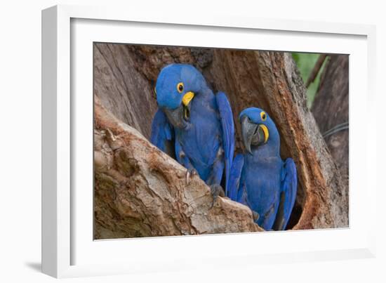 Hyacinth Macaws in a Tree-Howard Ruby-Framed Photographic Print