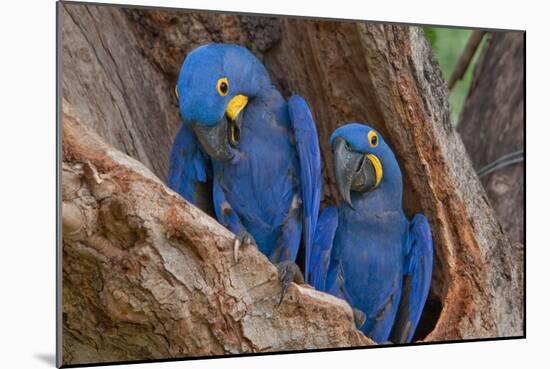 Hyacinth Macaws in a Tree-Howard Ruby-Mounted Photographic Print
