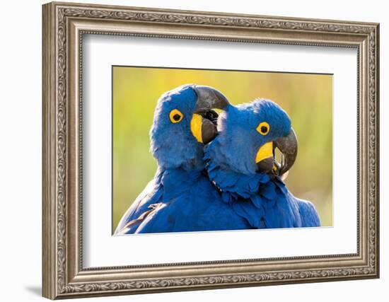 Hyacinth macaws mutual preening, Pantanal, Brazil-Bence Mate-Framed Photographic Print