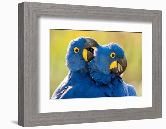 Hyacinth macaws mutual preening, Pantanal, Brazil-Bence Mate-Framed Photographic Print