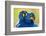 Hyacinth macaws mutual preening, Pantanal, Brazil-Bence Mate-Framed Photographic Print