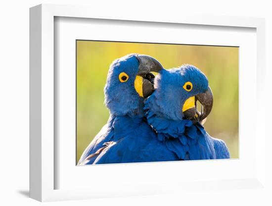 Hyacinth macaws mutual preening, Pantanal, Brazil-Bence Mate-Framed Photographic Print