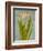 Hyacinth on Teal II-Lanie Loreth-Framed Premium Giclee Print