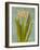 Hyacinth on Teal II-Lanie Loreth-Framed Art Print