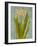 Hyacinth on Teal II-Lanie Loreth-Framed Art Print