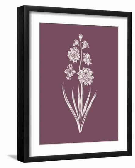 Hyacinth Purple Flower-Jasmine Woods-Framed Art Print