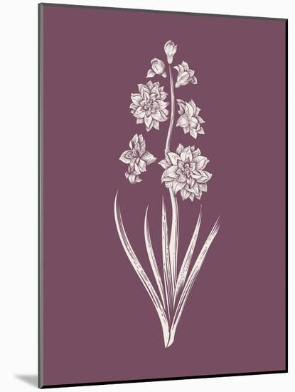 Hyacinth Purple Flower-Jasmine Woods-Mounted Art Print