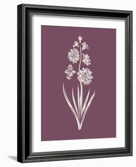 Hyacinth Purple Flower-Jasmine Woods-Framed Art Print
