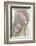 Hyacinth Study-Anna Miller-Framed Photographic Print