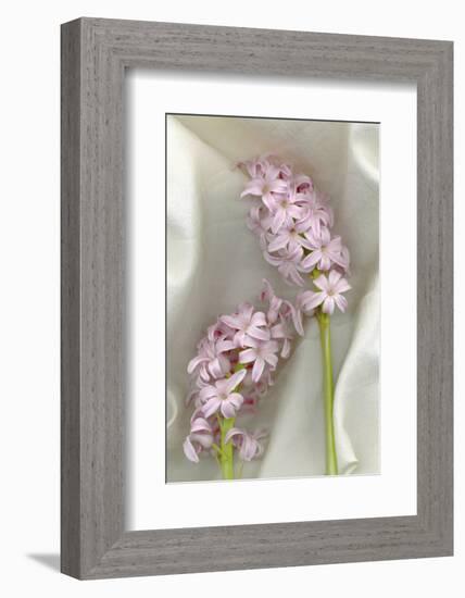 Hyacinth Study-Anna Miller-Framed Photographic Print