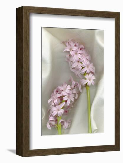 Hyacinth Study-Anna Miller-Framed Photographic Print