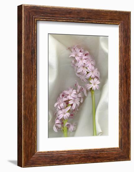 Hyacinth Study-Anna Miller-Framed Photographic Print