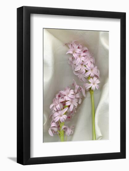 Hyacinth Study-Anna Miller-Framed Photographic Print