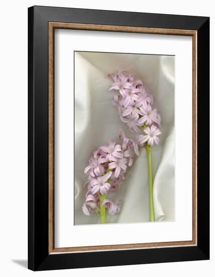 Hyacinth Study-Anna Miller-Framed Photographic Print