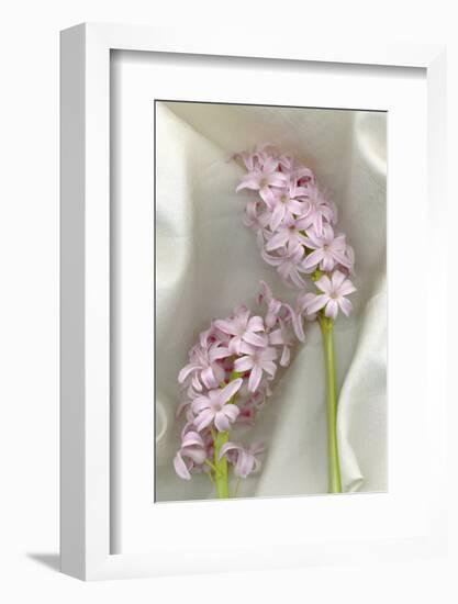 Hyacinth Study-Anna Miller-Framed Photographic Print