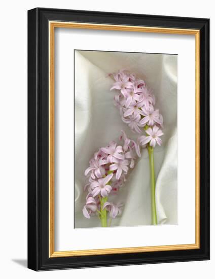 Hyacinth Study-Anna Miller-Framed Photographic Print