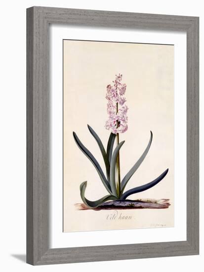 Hyacinth 'Veld Haan', C.1744-Georg Dionysius Ehret-Framed Giclee Print