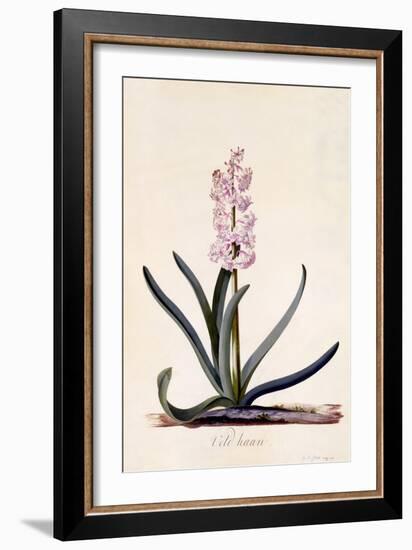 Hyacinth 'Veld Haan', C.1744-Georg Dionysius Ehret-Framed Giclee Print