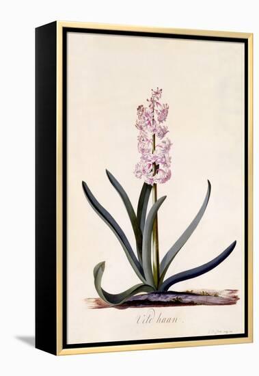 Hyacinth 'Veld Haan', C.1744-Georg Dionysius Ehret-Framed Premier Image Canvas