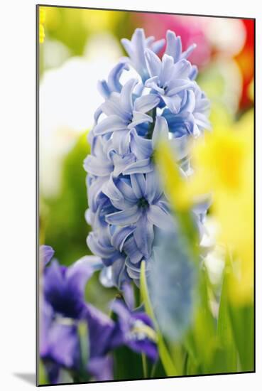 Hyacinth-Sweet Ink-Mounted Photographic Print