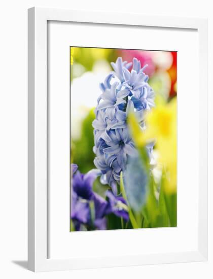 Hyacinth-Sweet Ink-Framed Photographic Print