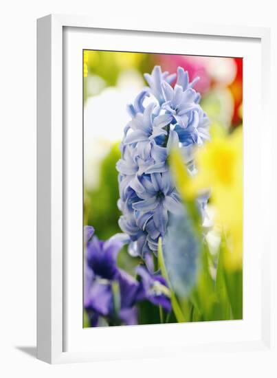 Hyacinth-Sweet Ink-Framed Photographic Print