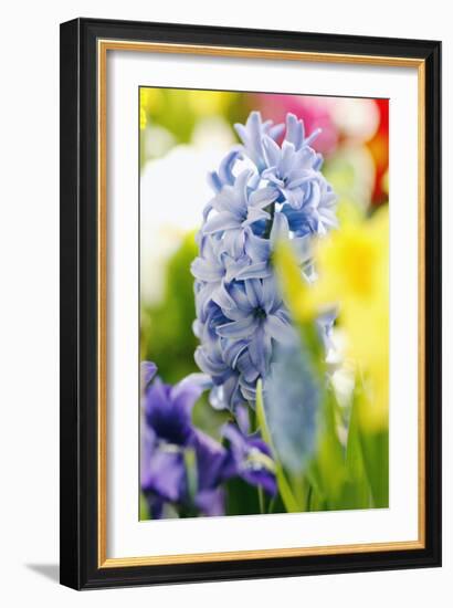 Hyacinth-Sweet Ink-Framed Photographic Print