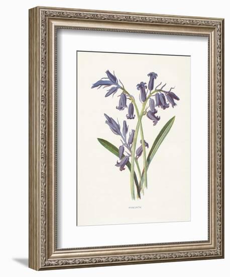 Hyacinth-Gwendolyn Babbitt-Framed Art Print