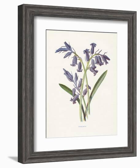 Hyacinth-Gwendolyn Babbitt-Framed Art Print