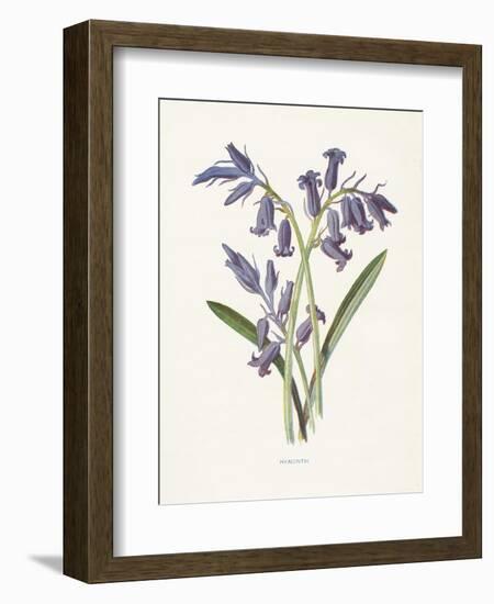 Hyacinth-Gwendolyn Babbitt-Framed Art Print