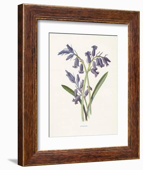 Hyacinth-Gwendolyn Babbitt-Framed Art Print