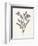 Hyacinth-Gwendolyn Babbitt-Framed Art Print