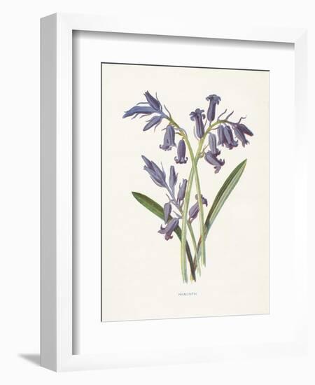 Hyacinth-Gwendolyn Babbitt-Framed Art Print