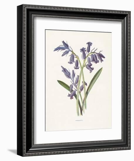 Hyacinth-Gwendolyn Babbitt-Framed Art Print