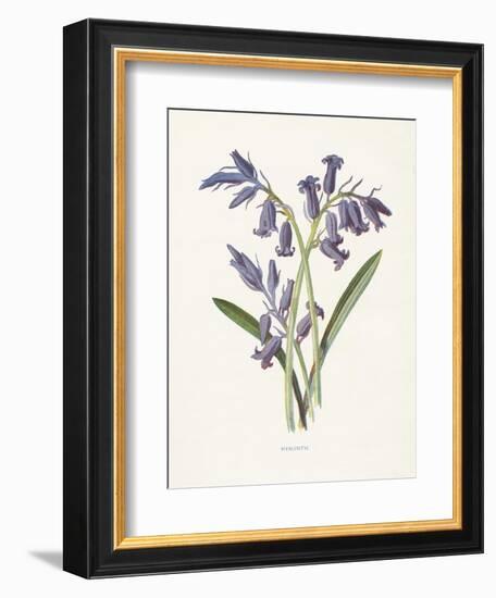 Hyacinth-Gwendolyn Babbitt-Framed Art Print