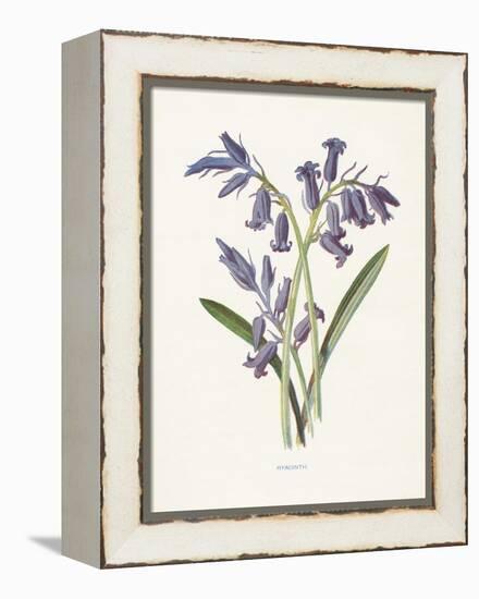 Hyacinth-Gwendolyn Babbitt-Framed Stretched Canvas