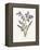 Hyacinth-Gwendolyn Babbitt-Framed Stretched Canvas