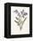 Hyacinth-Gwendolyn Babbitt-Framed Stretched Canvas