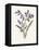 Hyacinth-Gwendolyn Babbitt-Framed Stretched Canvas